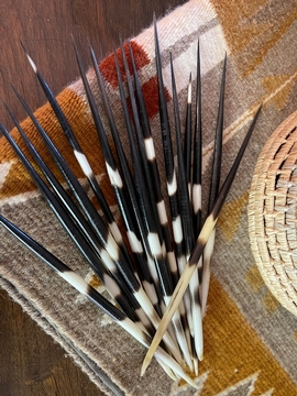 Porcupine Quills